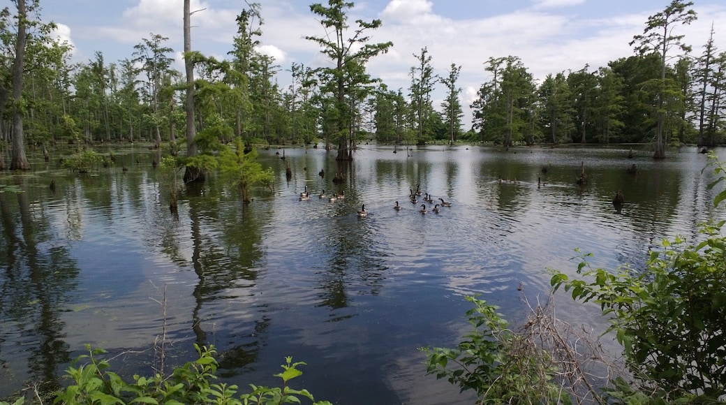 Southern Illinois which includes a lake or waterhole and forest scenes