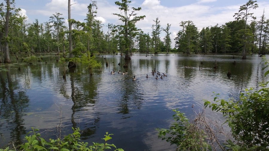 Southern Illinois which includes a lake or waterhole and forests
