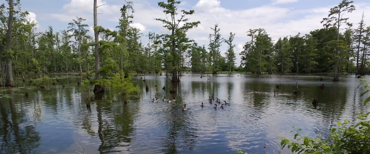 A calm lake surrounded by trees and vegetation.