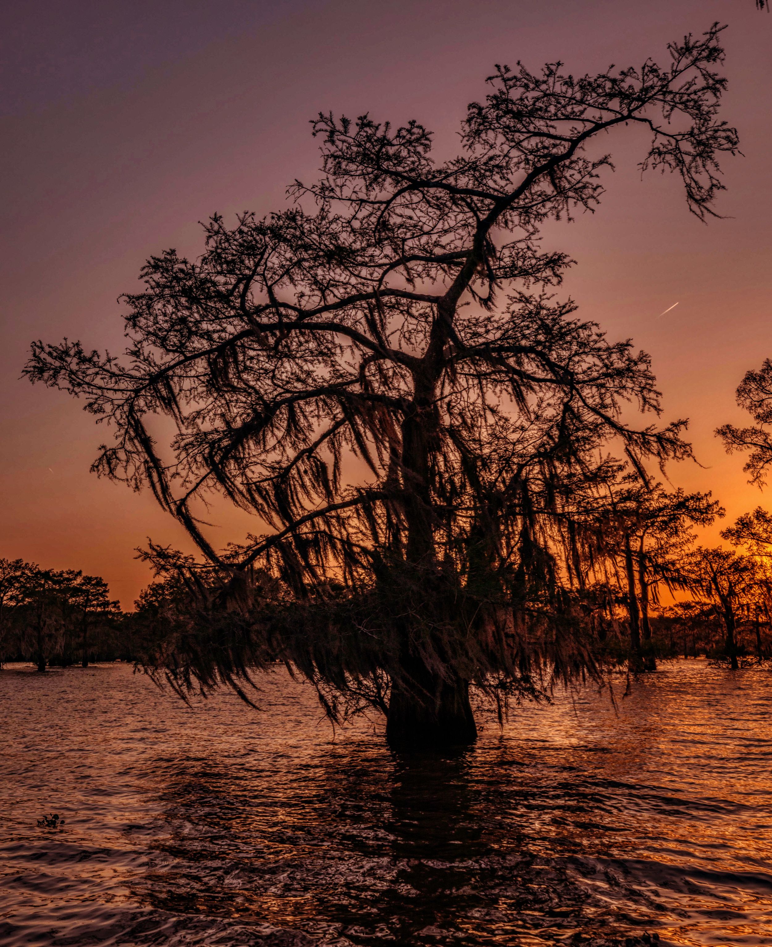 Swamp Sunset