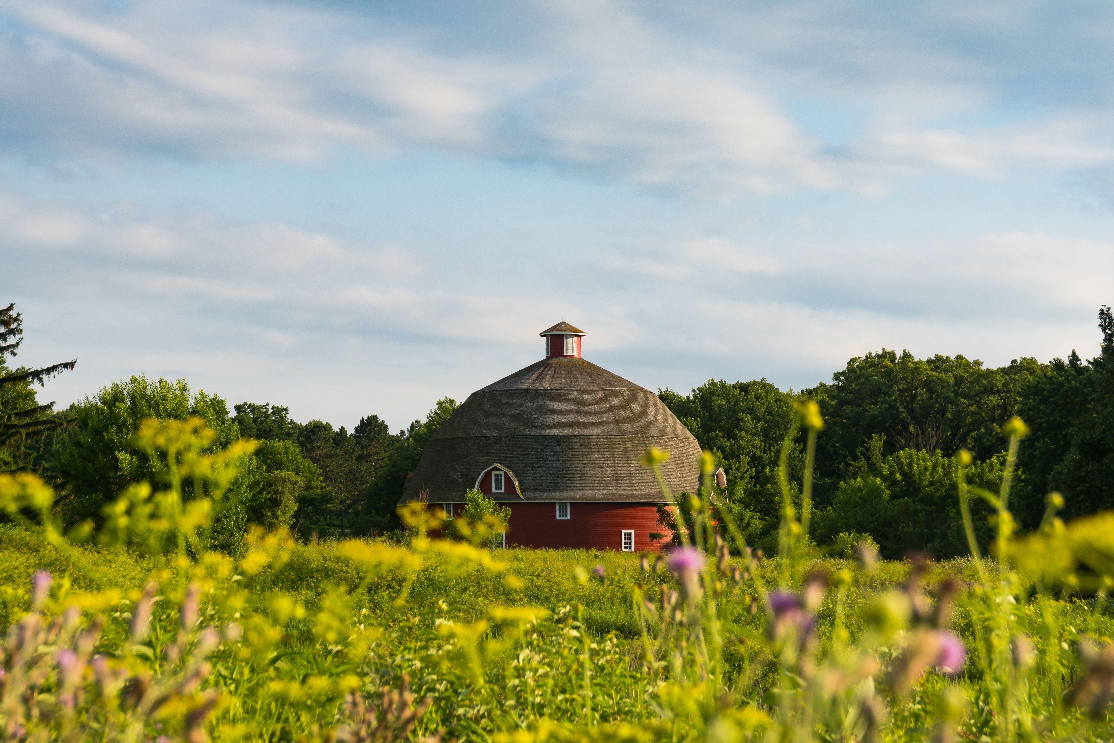 View of Ryan's Round Barn in Johnson Sauk State Park through wildflowers on a Summer afternoon.  Kewanee, Illinois, USA