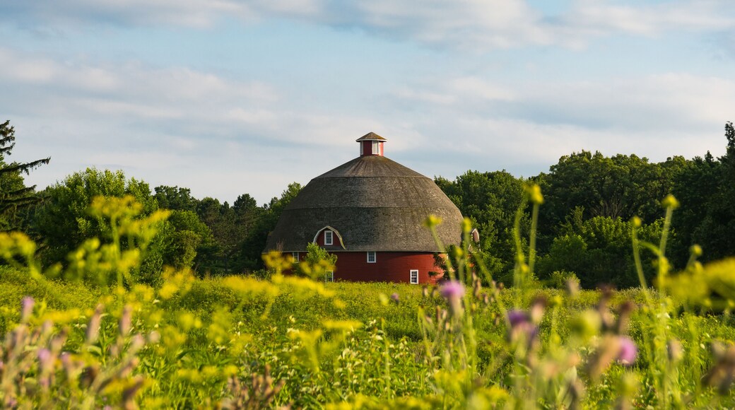 View of Ryan's Round Barn in Johnson Sauk State Park through wildflowers on a Summer afternoon. Kewanee, Illinois, USA