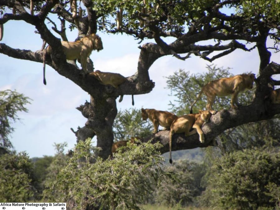 A tree with lions resting on its branches in a savannah landscape.