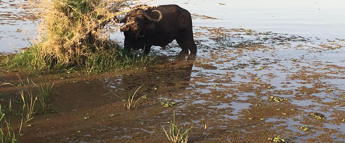 Lake manyara , buffalo near Hippo pool!
