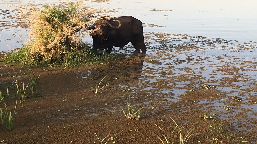 Lake manyara , buffalo near Hippo pool!