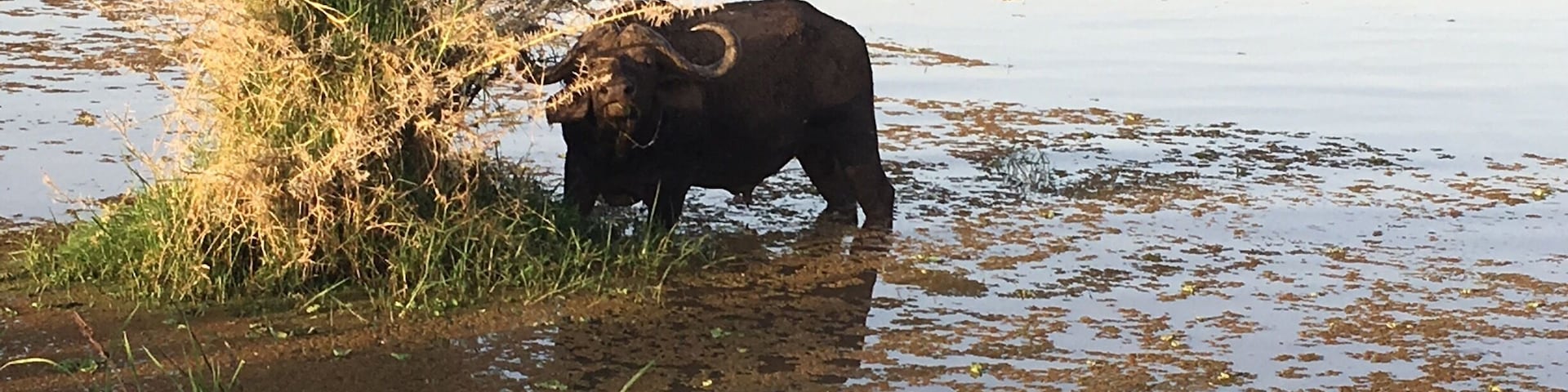Lake manyara , buffalo near Hippo pool!