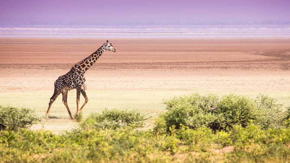 A giraffe walking across a flat, open landscape with sparse vegetation and a distant horizon.