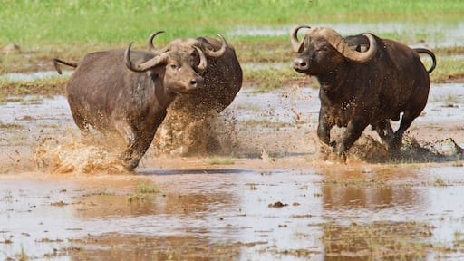 曼雅拉湖国家公园