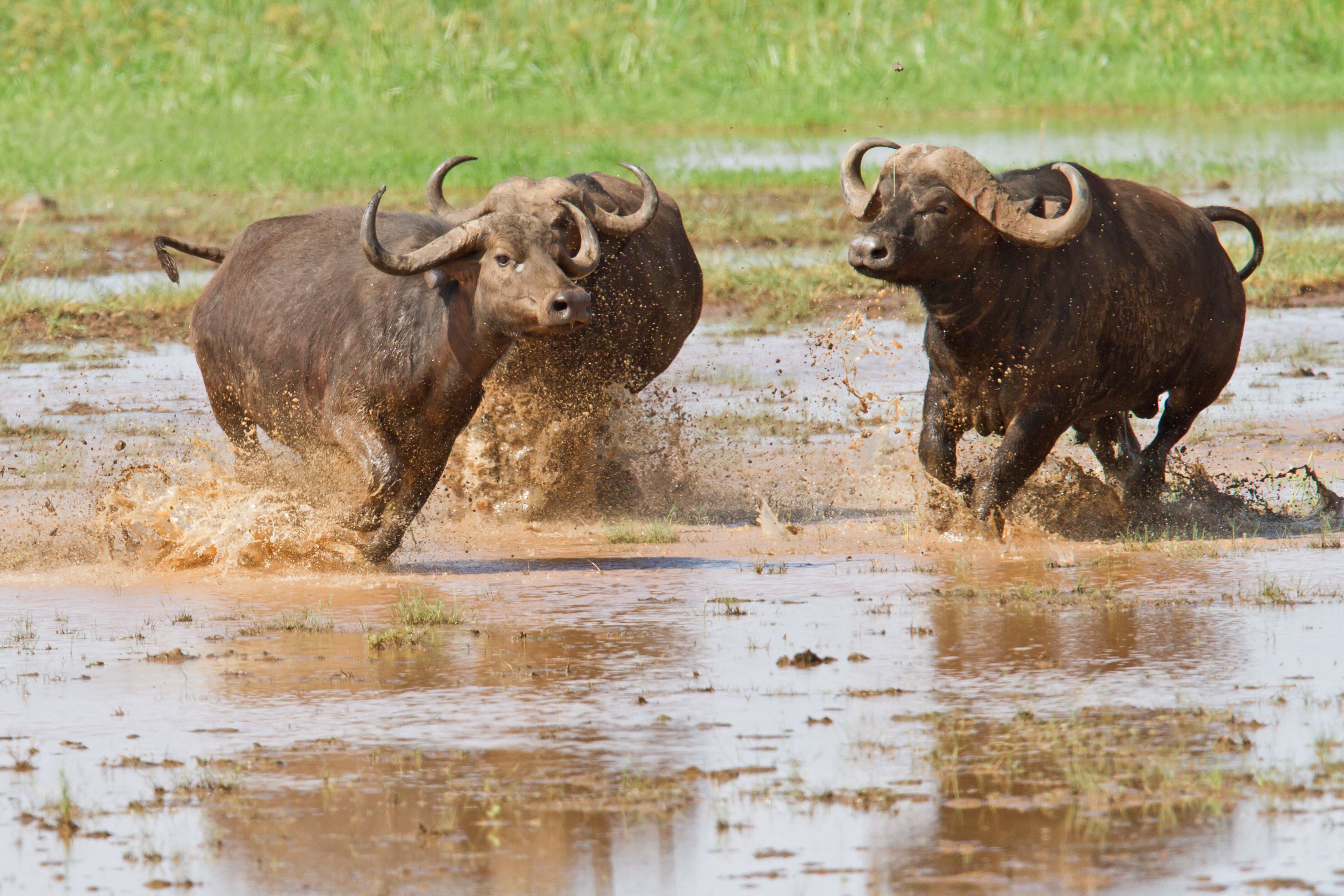 Two bison in a muddy water crossing.