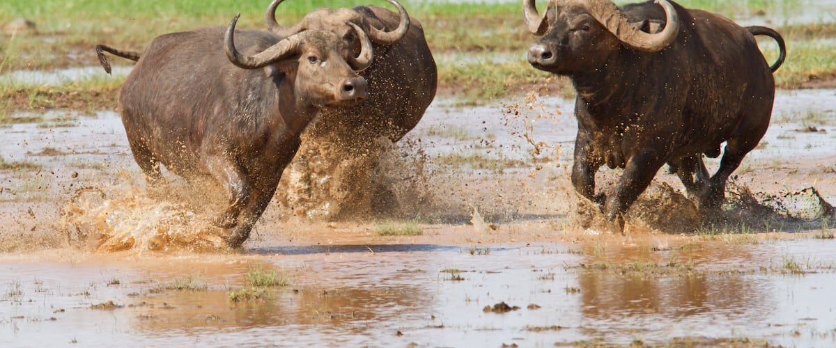 Two bison in a muddy water crossing.