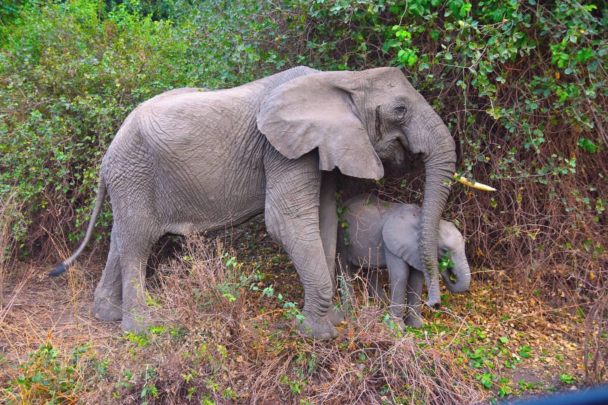 An elephant and calf emerge from the bush and surprised us. A few moments after this photo was taken the mother charged us when the calf got to close to us! Definitely one of the scariest and most awe inspiring moments of the safari and a reminder to treat nature with the respect it deserves. #lifeatexpedia #elephant #safari #tanzania #africa 