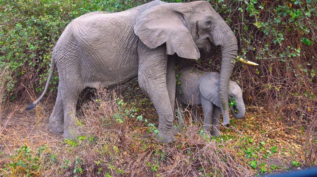 An elephant and calf emerge from the bush and surprised us. A few moments after this photo was taken the mother charged us when the calf got to close to us! Definitely one of the scariest and most awe inspiring moments of the safari and a reminder to treat nature with the respect it deserves. #lifeatexpedia #elephant #safari #tanzania #africa