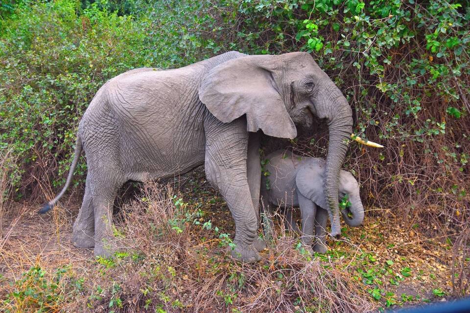 Een volwassen olifant en een jong in een natuurlijke omgeving met weelderige begroeiing.