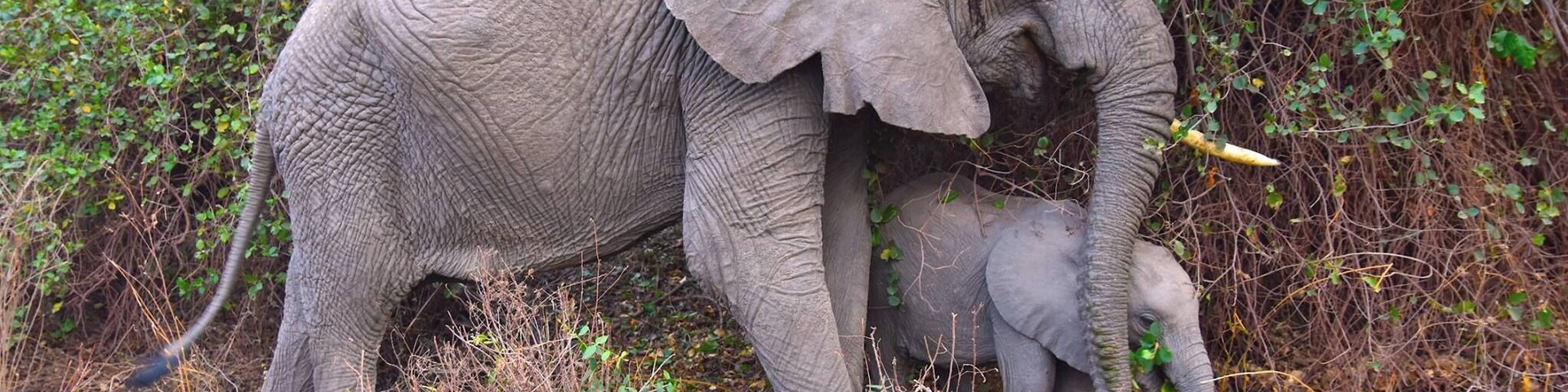An elephant and calf emerge from the bush and surprised us. A few moments after this photo was taken the mother charged us when the calf got to close to us! Definitely one of the scariest and most awe inspiring moments of the safari and a reminder to treat nature with the respect it deserves. #lifeatexpedia #elephant #safari #tanzania #africa