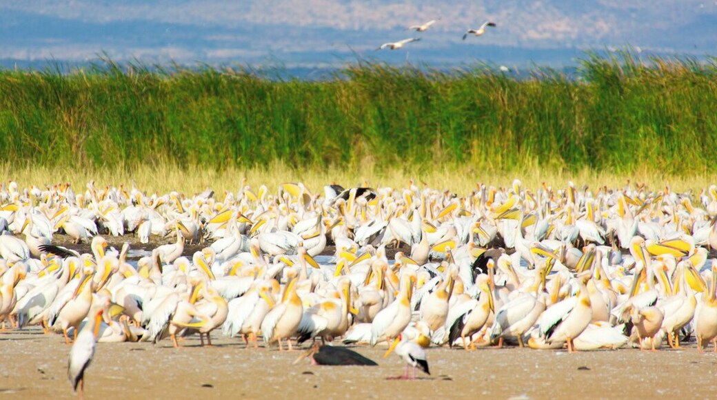 We were completely mesmerized by this sea of pelicans in Lake Manyara National Park. There were tens of thousands of them clustered together at the edge of the lake. We just sat and watched them for well over an hour. If only a photo could replicate the sounds these impressive birds were making!
