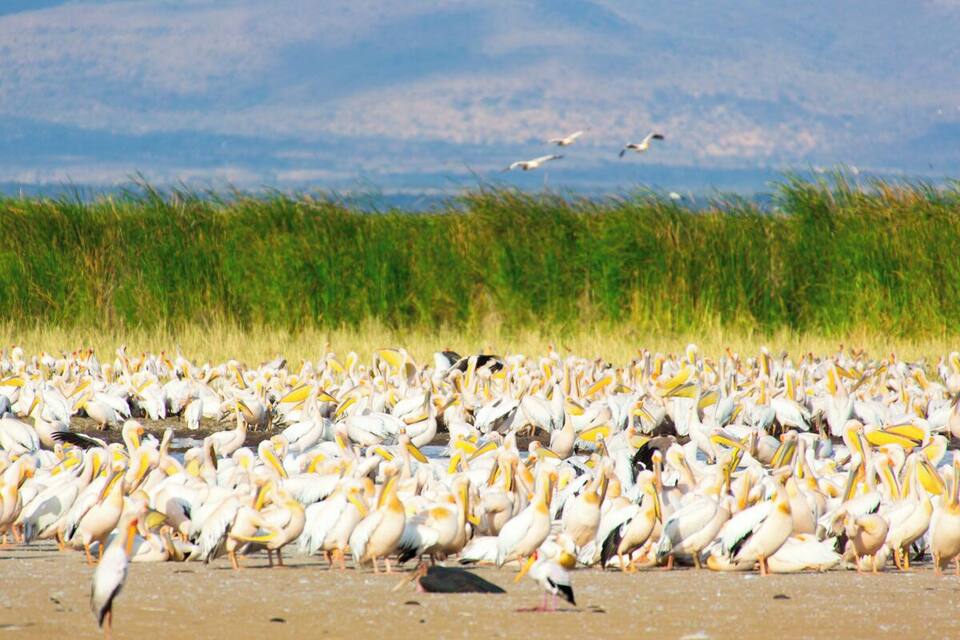 Um grande grupo de aves, provavelmente pelicanos, reunido em uma praia arenosa com grama alta ao fundo.