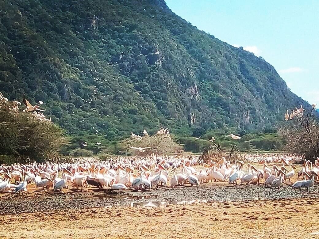 One of my best place, a birding Paradise, lake manyara combines both types of species, forest species, woodland species, waterbirds. 
Join the birding professionals and  add your life list.
Birding/endemic/fmbilinyi@gmail.com/Manyara.