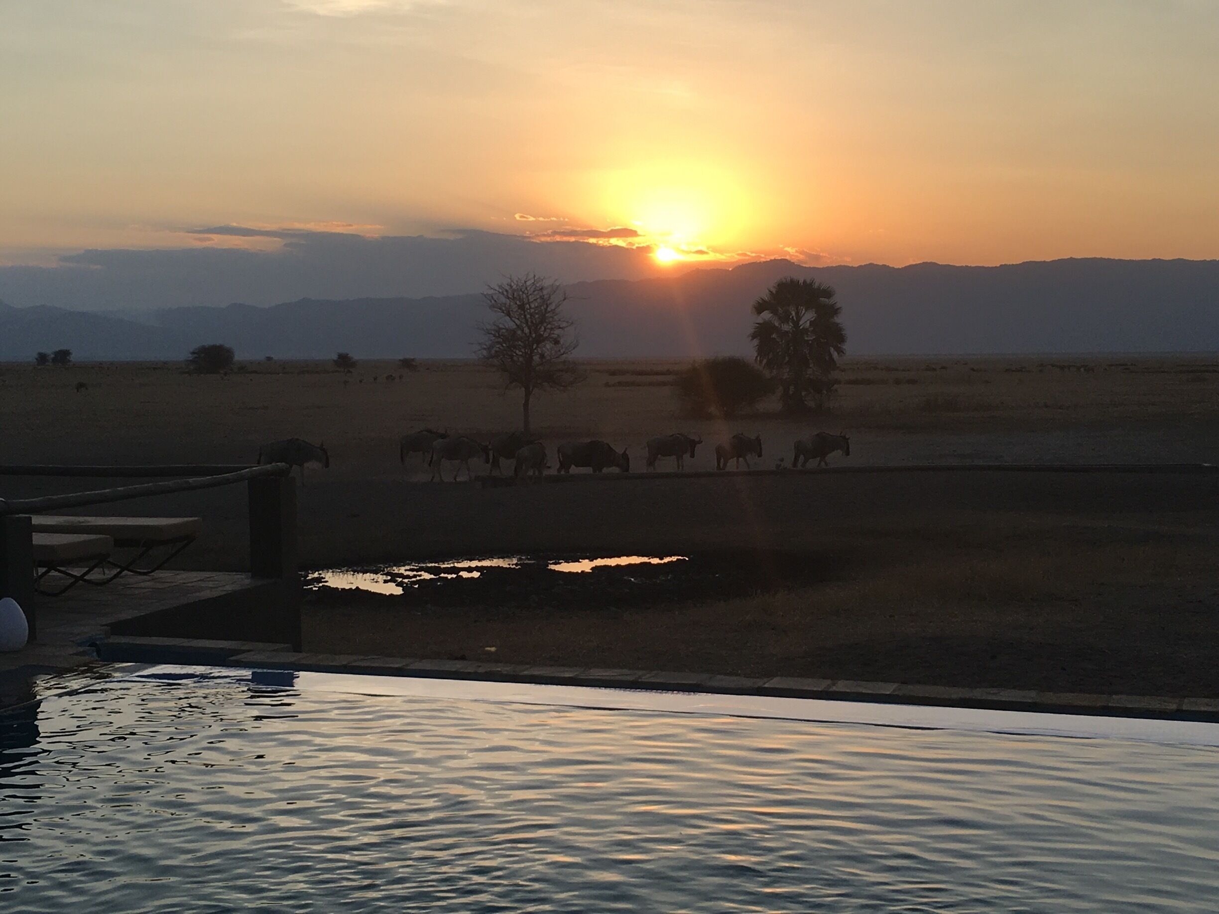 The pool here overlooking the water hole with all the animals wandering around was amazing 