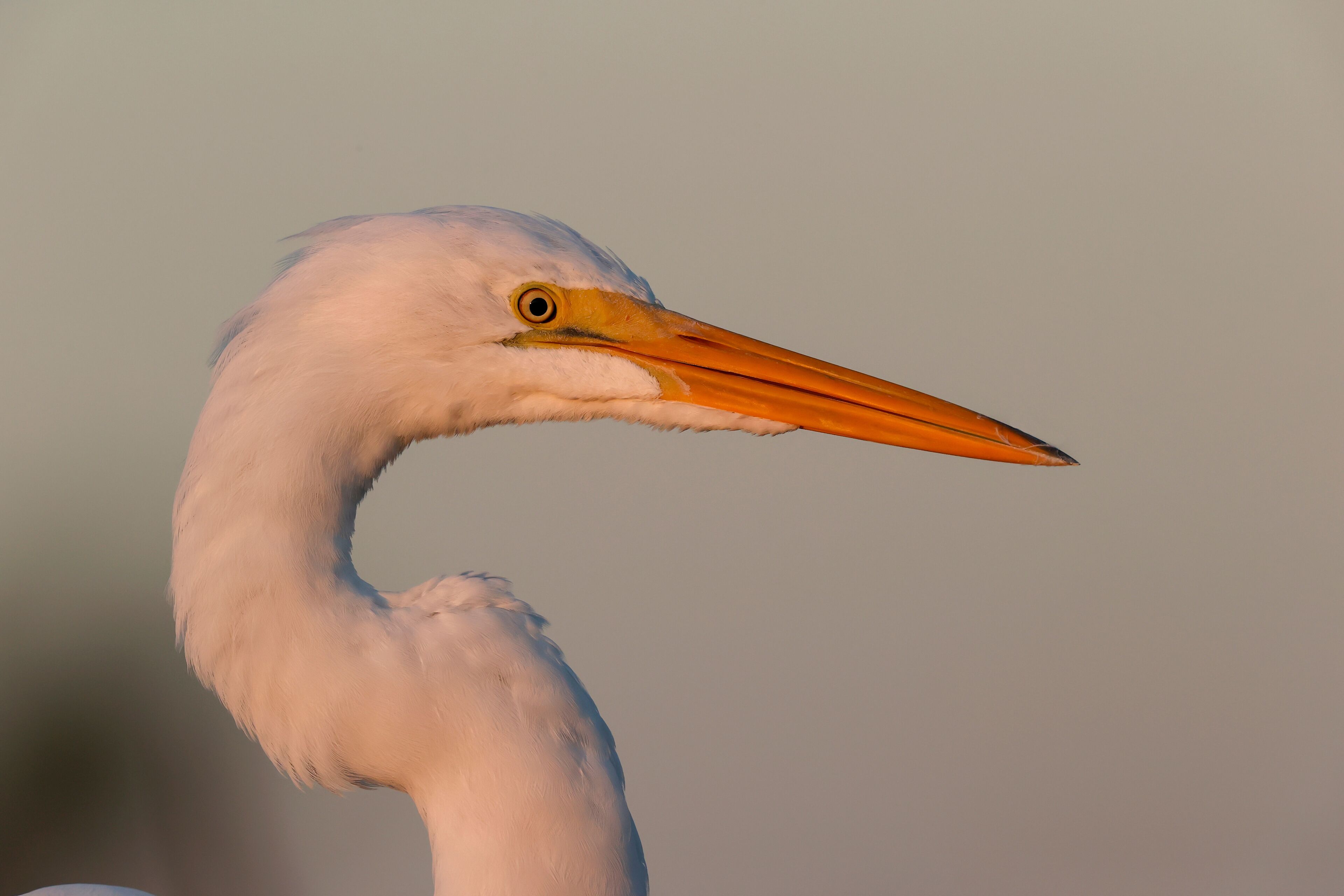 A close-up of a white bird with an orange beak.