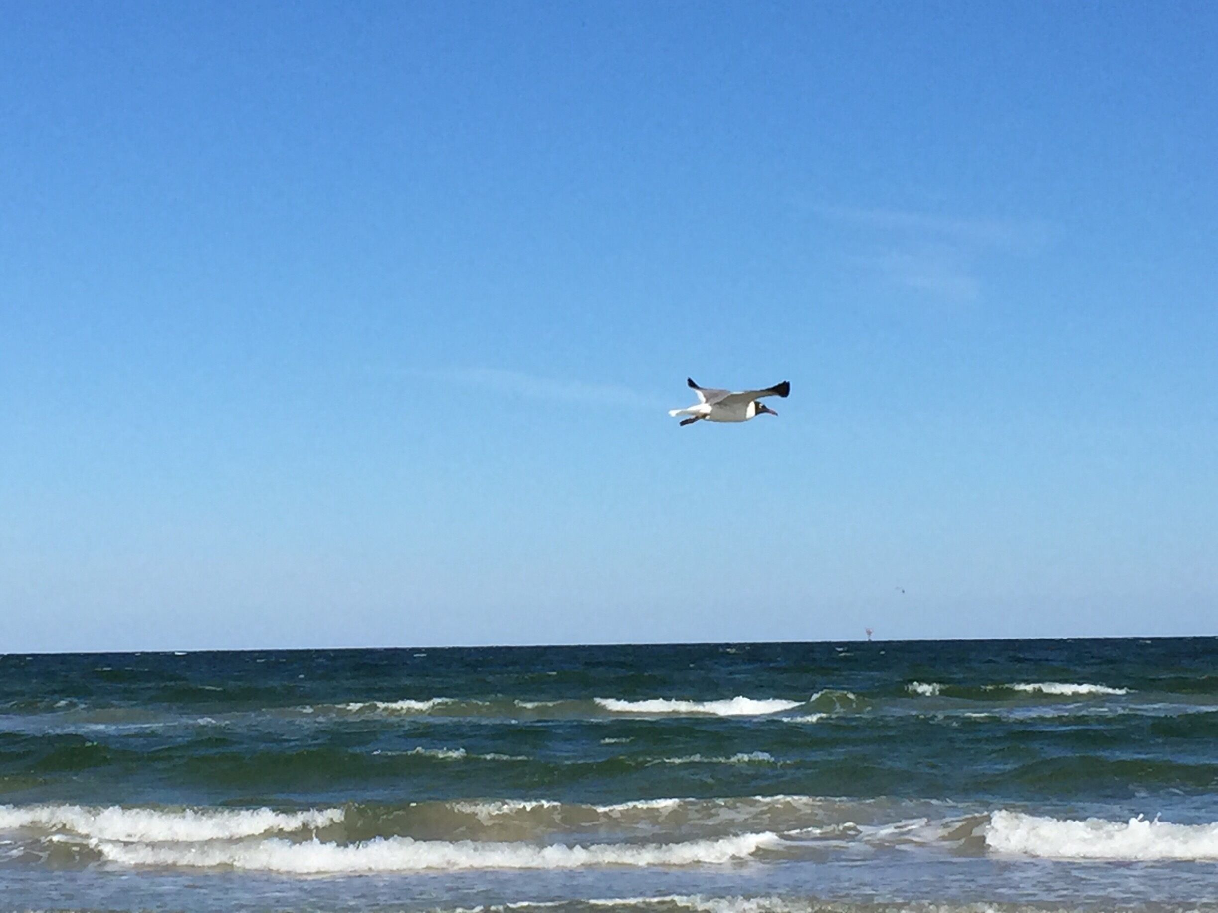 Mustang Island SP has very nice picnic facilities right on the beach. 