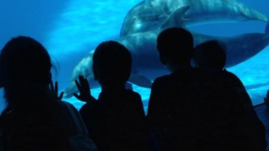 The underwater room gives you a great view of the dolphin show at the Texas State Aquarium. And it's air-conditioned, unlike the poolside view.