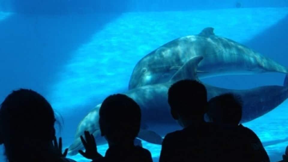 The underwater room gives you a great view of the dolphin show at the Texas State Aquarium. And it's air-conditioned, unlike the poolside view.