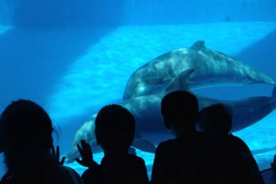 A dolphin swimming in a large aquarium tank.