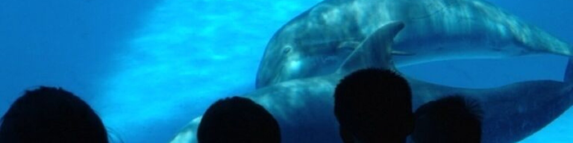 The underwater room gives you a great view of the dolphin show at the Texas State Aquarium. And it's air-conditioned, unlike the poolside view.