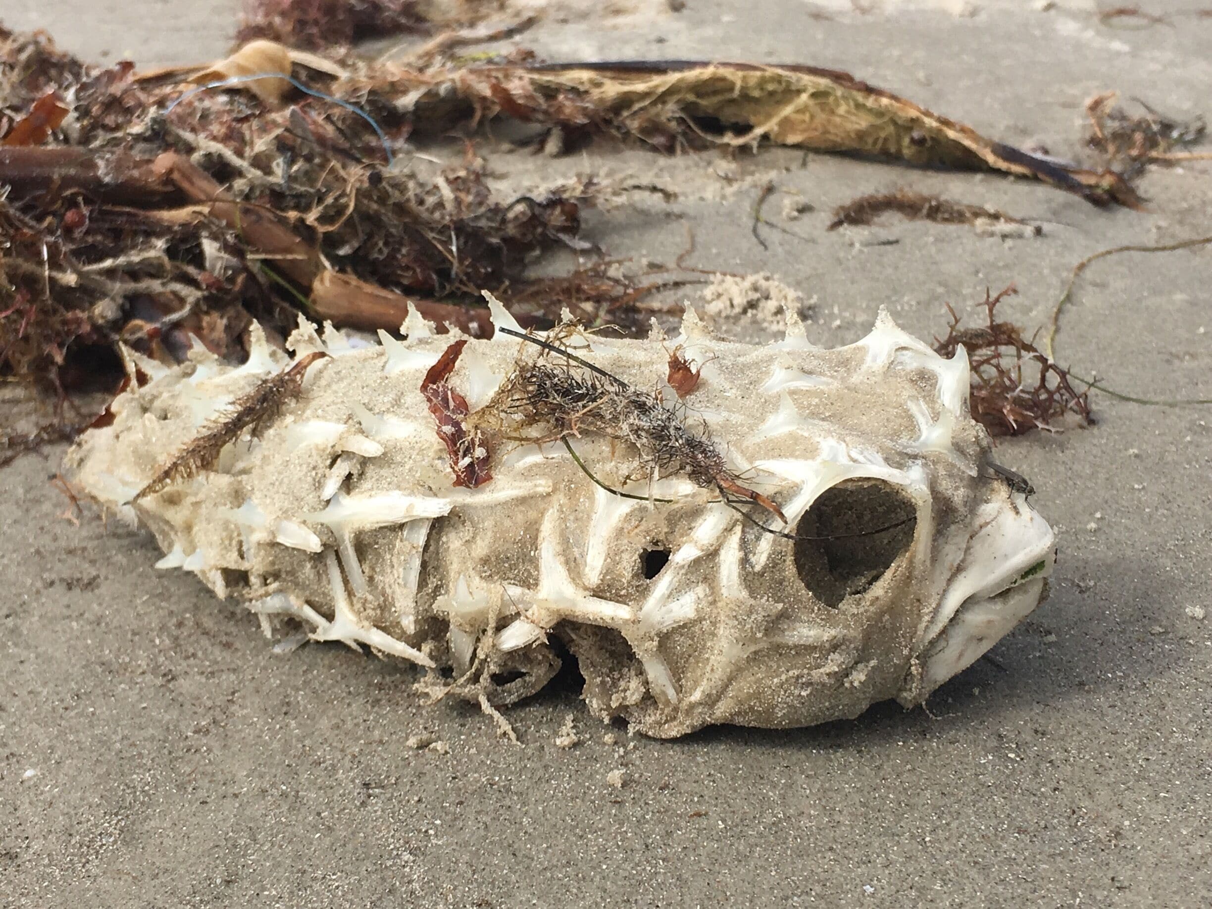 Mustang Island,Texas.
While enjoying a beautiful day on the beach next to our campsite,came across an amazing blowfish skeleton!
How cool is that!
If you are looking for a place to wake up with a beautiful sunrise and sit by the fire with the sound of the ocean-check out this place!
#Patterns#Texaswildlife#blowfish#skeleton