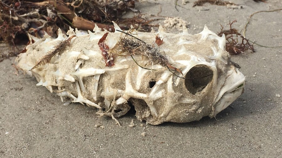 Mustang Island,Texas.
While enjoying a beautiful day on the beach next to our campsite,came across an amazing blowfish skeleton!
How cool is that!
If you are looking for a place to wake up with a beautiful sunrise and sit by the fire with the sound of the ocean-check out this place!
#Patterns#Texaswildlife#blowfish#skeleton