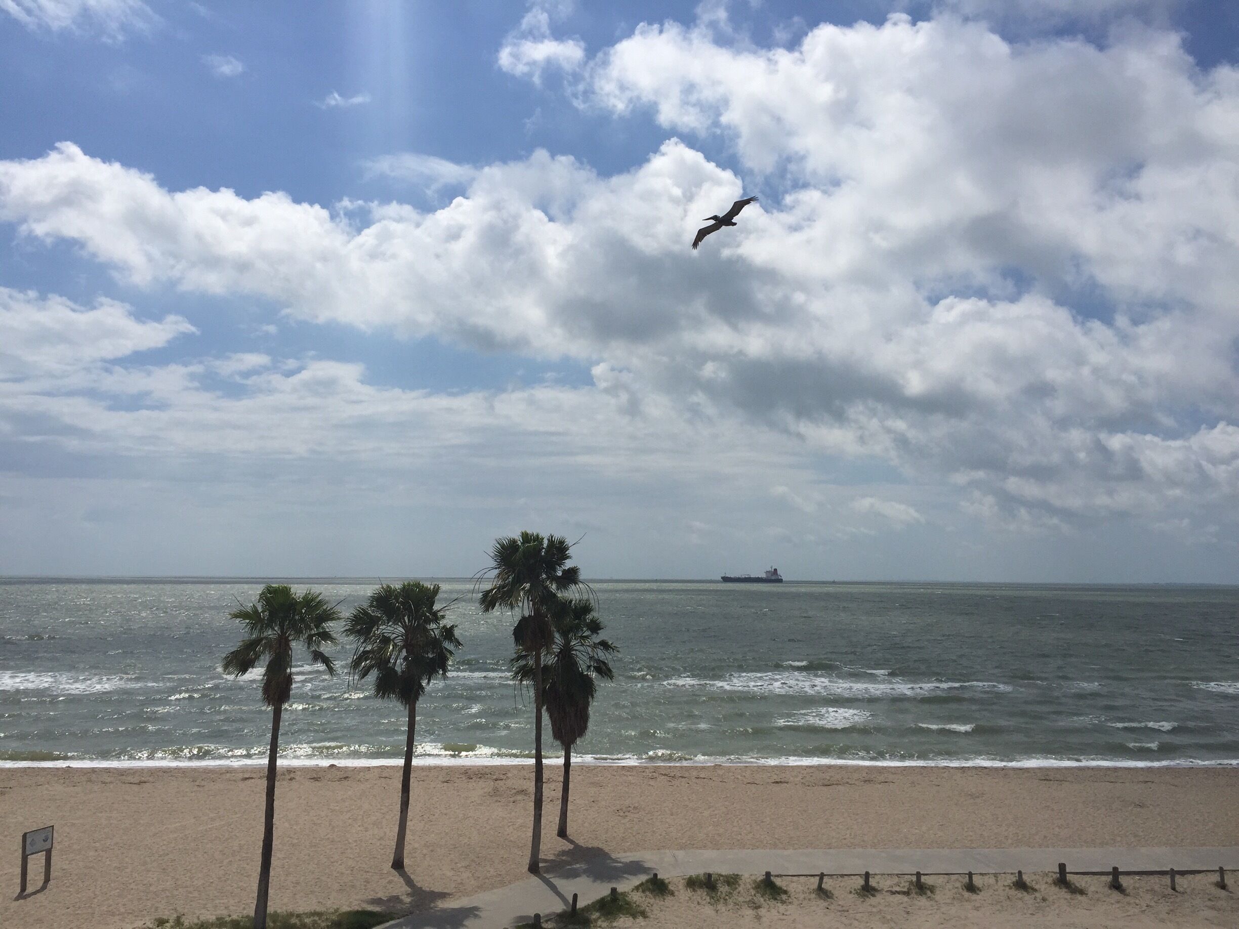 Great brown pelican watching at North Beach!