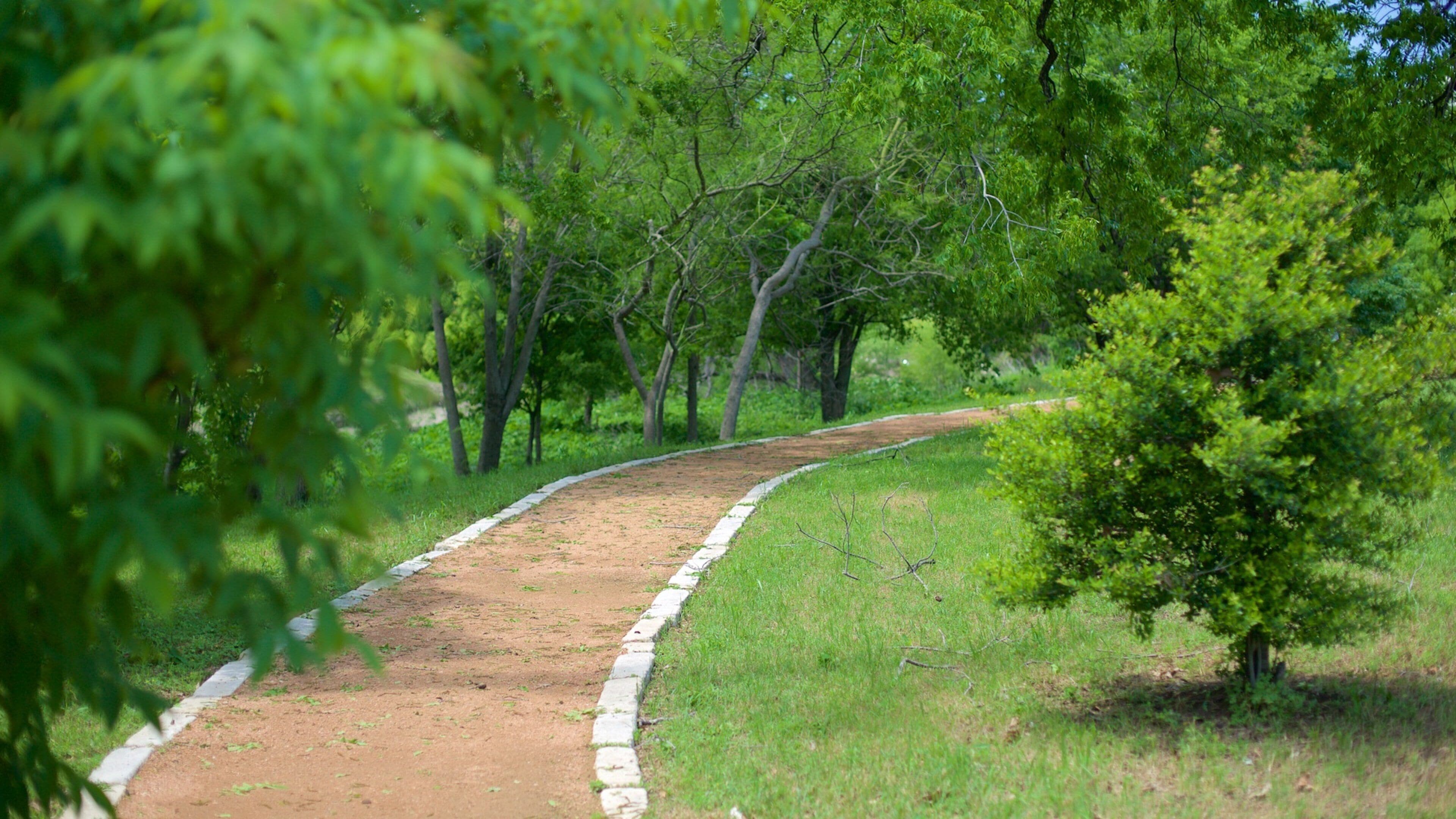 North Central Austin which includes a garden