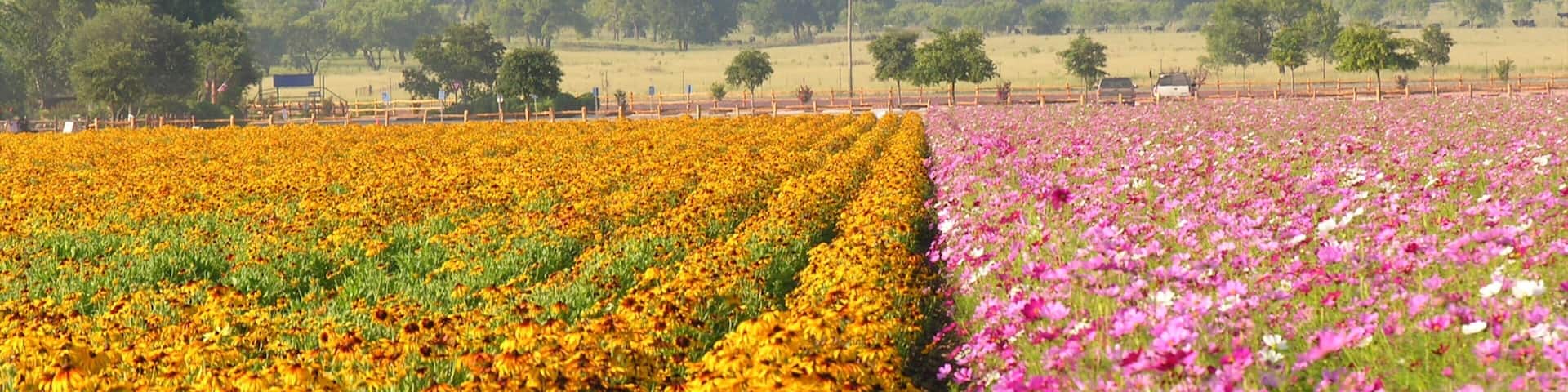 Fredericksburg featuring landscape views, flowers and wildflowers