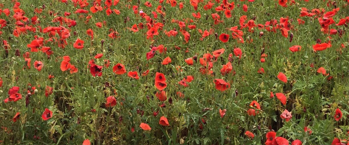 Wild berry farms for growing seeds in Fredericksburg Tx #endlesssummer