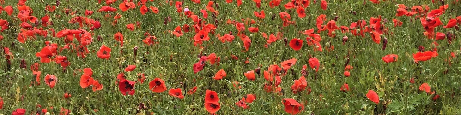 Wild berry farms for growing seeds in Fredericksburg Tx #endlesssummer