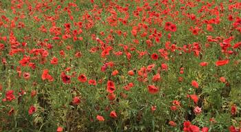 Wild berry farms for growing seeds in Fredericksburg Tx #endlesssummer