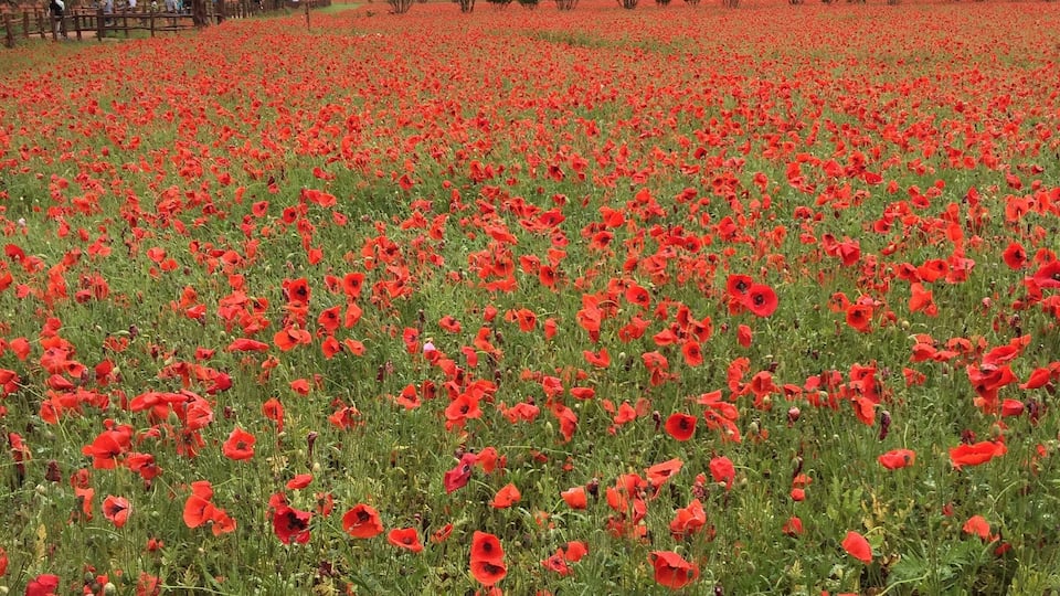 Wild berry farms for growing seeds in Fredericksburg Tx #endlesssummer