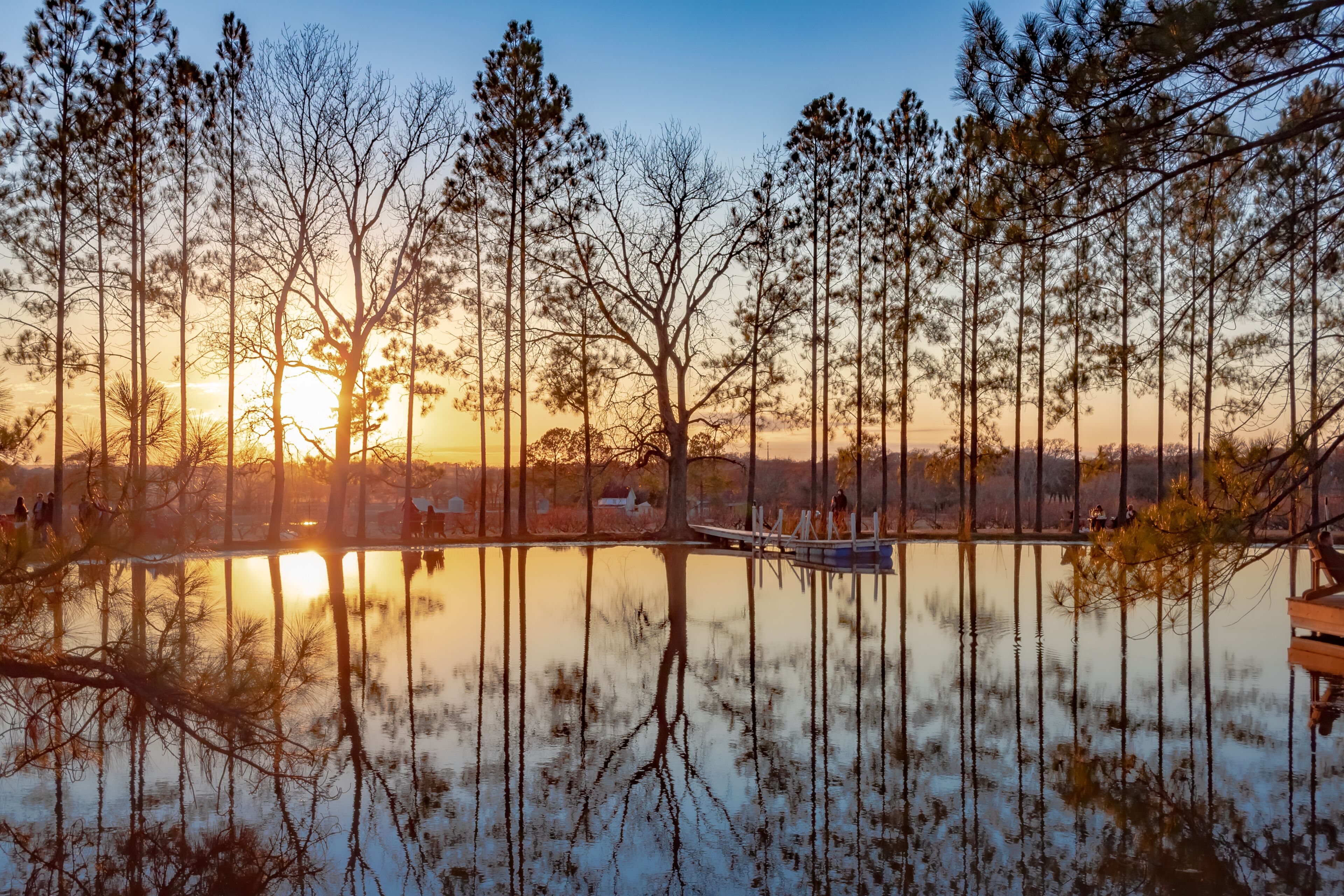 A serene lakeside scene with tall pine trees reflecting the sunset.