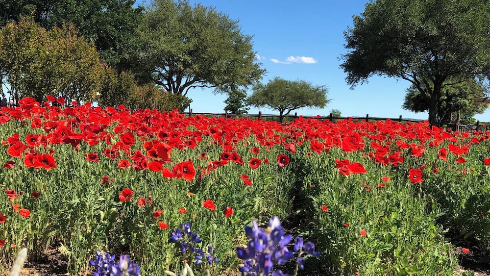 bluebonnets and poppies in Texas