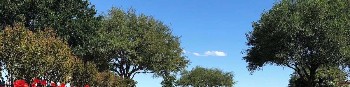 bluebonnets and poppies in Texas