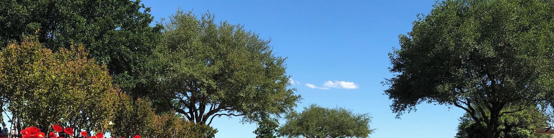 bluebonnets and poppies in Texas
