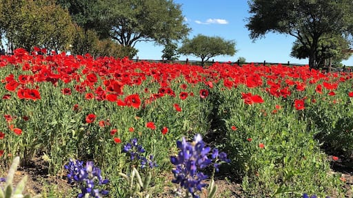 bluebonnets and poppies in Texas