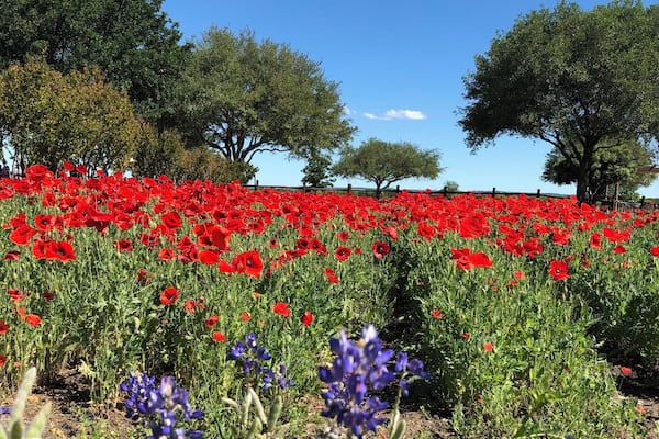 bluebonnets and poppies in Texas
