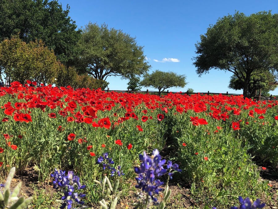 bluebonnets and poppies in Texas