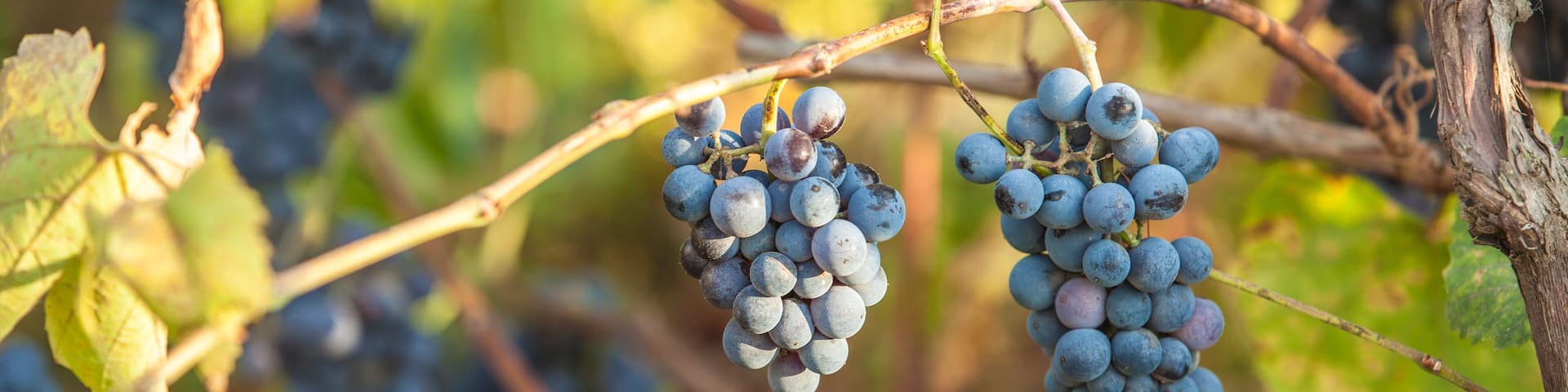 Bunches of red wine grapes hanging on the wine in late afternoon sun