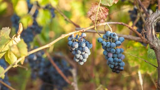 Bunches of red wine grapes hanging on the wine in late afternoon sun