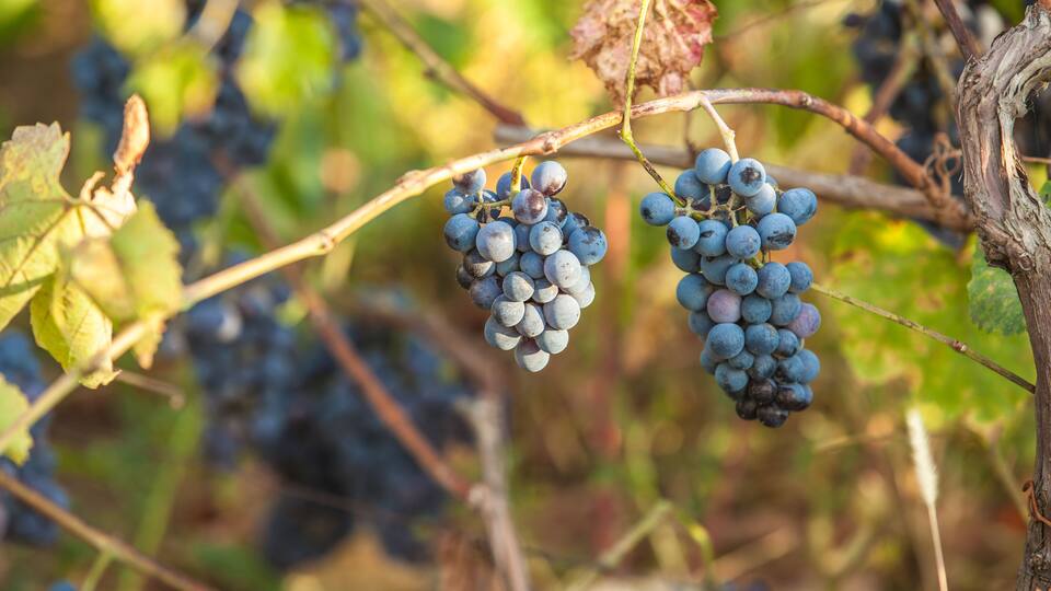 Clusters of dark purple grapes on vine branches with green leaves in the background.