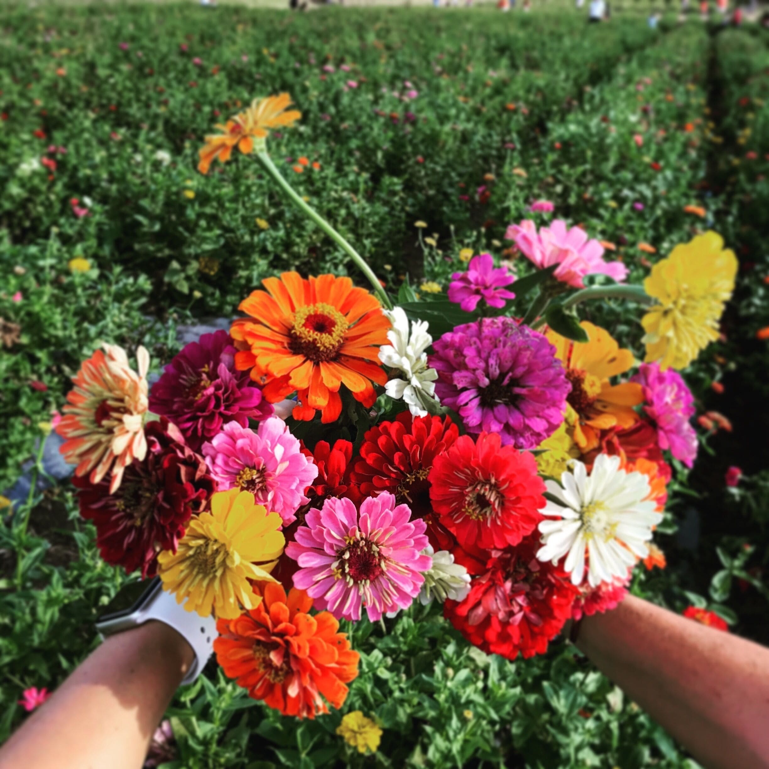 Went for the pumpkins, stayed for the flowers. Great day on the farm for adults and kids alike. 