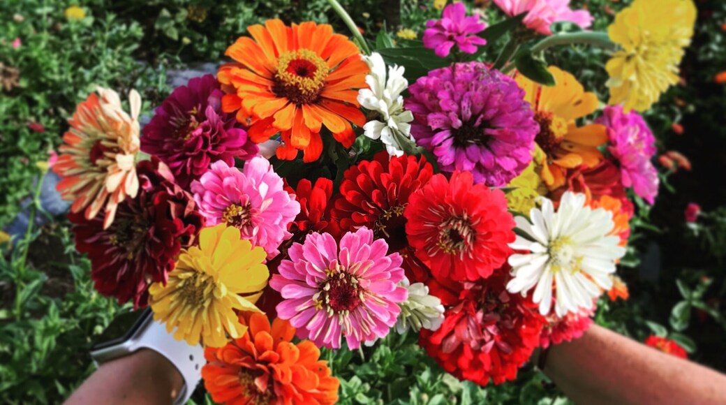 Went for the pumpkins, stayed for the flowers. Great day on the farm for adults and kids alike.
