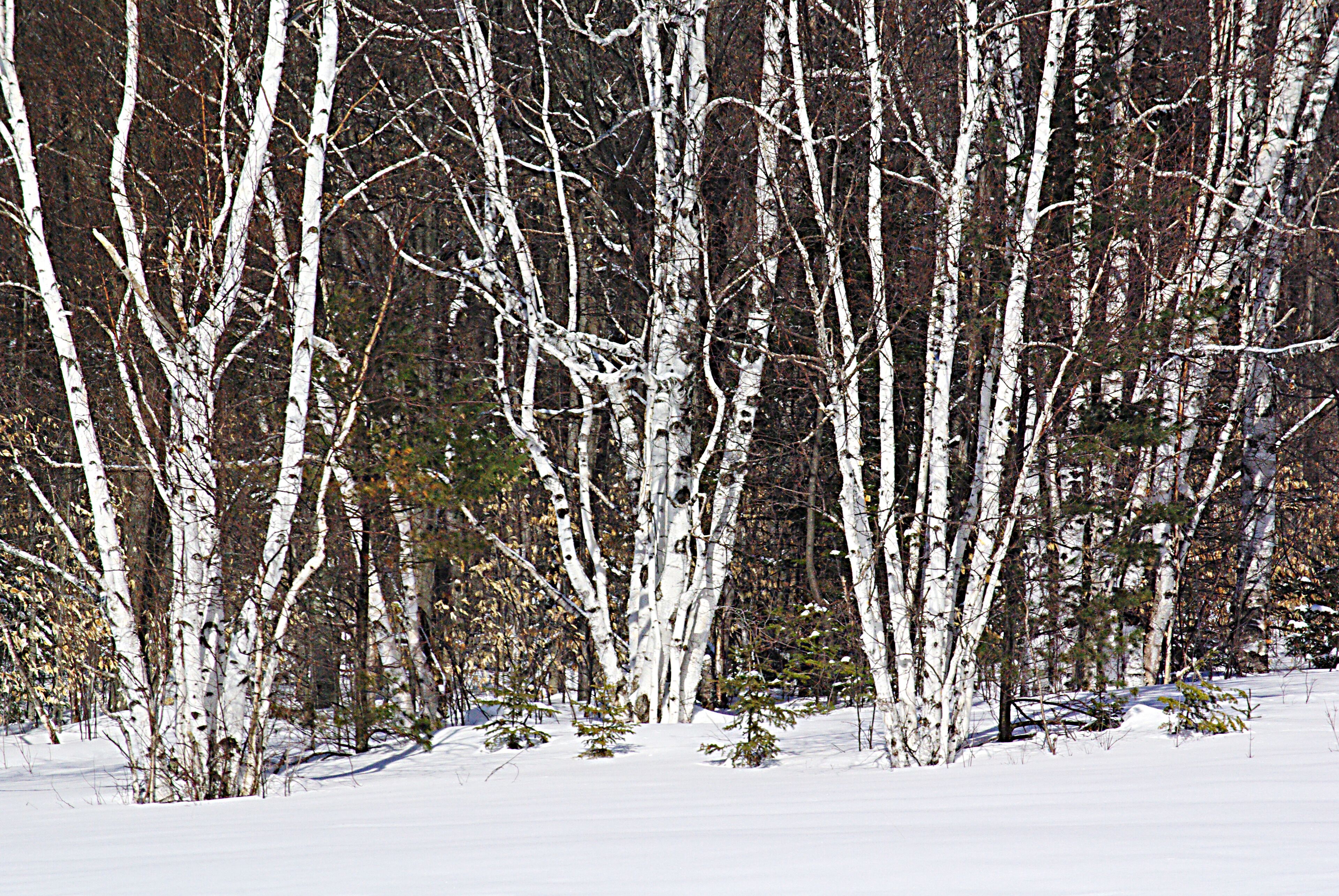 Winter in Michigan.

The Upper Peninsula is a forested region in Michigan bordering 3 of the Great Lakes and extending outward from Wisconsin. It’s connected to Michigan’s Lower Peninsula by the roughly 5-miles-long Mackinac Bridge, which spans the Straits of Mackinac. Sandwiched between the 2 peninsulas is Mackinac Island, a car-free vacation destination with the iconic 1887 Grand Hotel and the Victorian-era Fort Mackinac.